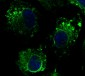 CANX / Calnexin Antibody (C-Terminus)